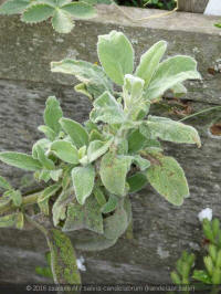 salvia candelabrum, blad, plant