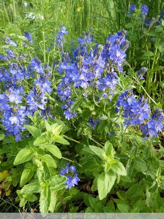 veronica austriaca true blue