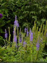 veronica longifolia blauriesin, breedbladige ereprijs