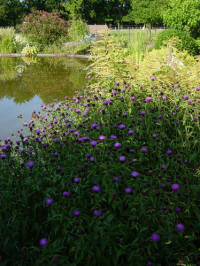 centaurea nigra groep