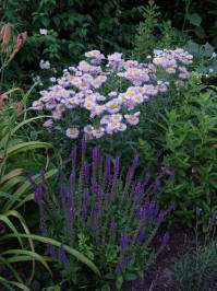 erigeron speciosus azurfee