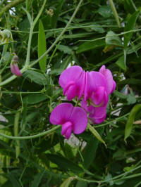 lathyrus latifolius red pearl