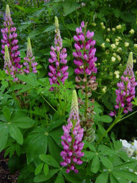 lupine dieproze-rood