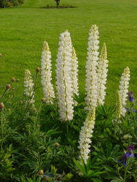 lupine wit