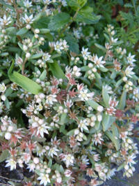 sedum hispanicum minus
