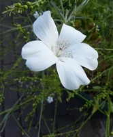 agrostemma gitago Bianca White, witte bolderik
