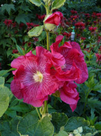 alcea rosea wine stokroos