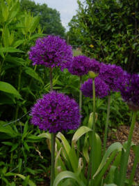 allium aflatuense purple sensation