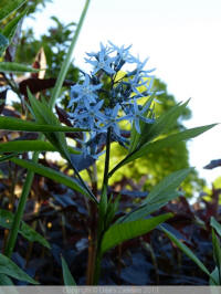 amsonia tabernaemontana