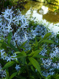 amsonia tabernaemontana