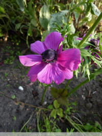 anemone coronaria sylphide