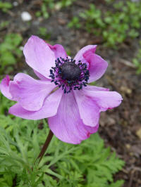 anemone coronaria sylphide