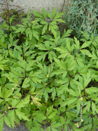 anemone sylvestris blad