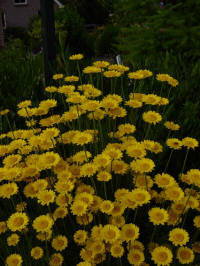anthemis tinctoria gele kamille