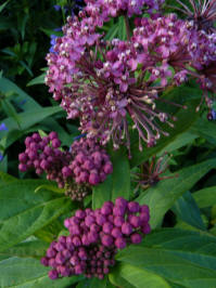 asclepias incarnata rode zijdeplant