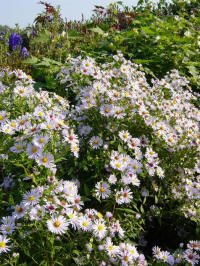 aster novi-belgii