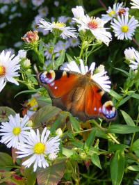 aster novi-belgii