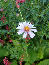 aster novi-belgii