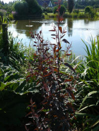 atriplex hortensis rubra
