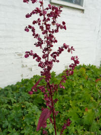 atriplex hortensis red plume rode melde