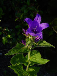 campanula latifolia eriocarpa