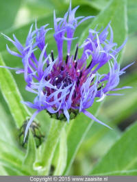 centaurea montana - bergkorenbloem