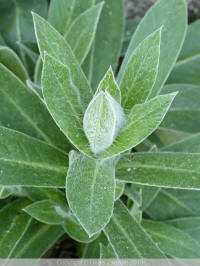 centaurea montana - bergkorenbloem blad leaves
