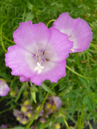 clarkia amoena