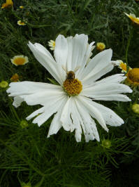 cosmos bipinnatus purity