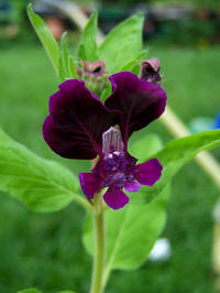 cuphea lanceolata purple