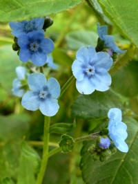 cynoglossum amabile blue shower