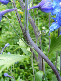 delphinium pagan purples