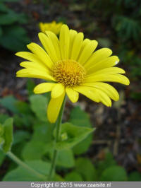 doronicum pardalianches goldstrauss - voorjaarszonnebloem