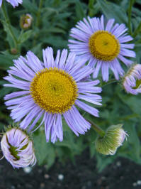 erigeron azurfee