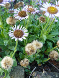erigeron flettii