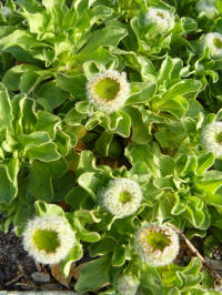 erigeron flettii