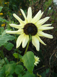 helianthus debilis sunny white