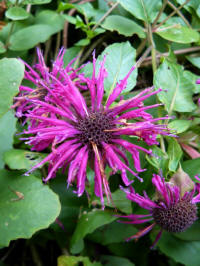 monarda scorpion