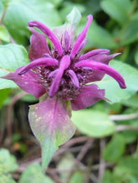 monarda scorpion ontvouwen bloem