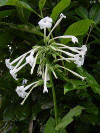 nicotiana sylvestris Indian Peace Pipe