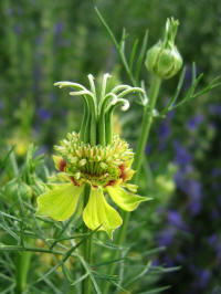 nigella orientalis transformer