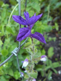 salvia viridis blue bird