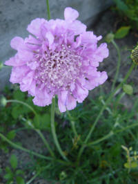 scabiosa columbaria pink mist