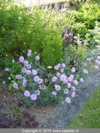 scabioda columbaria pink mist - duifkruid