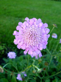 scabiosa columbaria pink mist