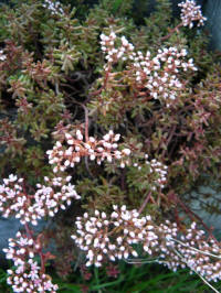 sedum hispanicum var. minus