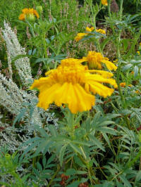 tagetes erecta sunset giant